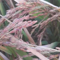 برنج عنبربو با کیفیت|حراج|گتوند, |دیوار