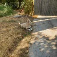 سگ خانگی اسپیتز نژاددار شیطون شناسنامه دار