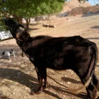 حشوه گاومیش ماده|حیوانات مزرعه|اندیکا, |دیوار