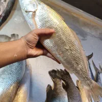 فروش انواع ماهی های صیدروز بوشهر