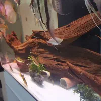 ماهی آنجل آلتوم دیسکس آکواریوم|ماهی|شیراز, کوی قضات|دیوار