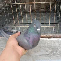 سبز کاکلی