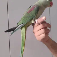 شاه طوطی نر تقریبا 8 ماهه|پرنده|کرج, حصارک بالا|دیوار
