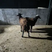 دوعدد‌بره‌قوچ‌قزل‌افشار‌اصل