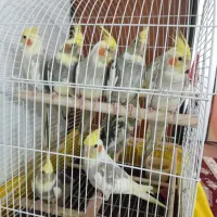 فروش عروس هلندی کلی وجزئ