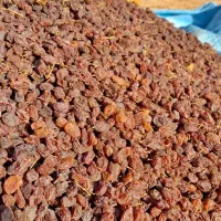 کشمش آفتابی بیدانه|خوردنی و آشامیدنی|قزوین, |دیوار