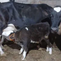 گاوشیری باگوساله نر