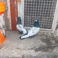 بفروش کبوتر سفیدوسینه سیاه