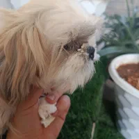 شیتزو فلت|سگ|مسجد سلیمان, |دیوار