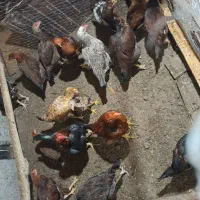 فروش مرغ و خروس لاری|حیوانات مزرعه|سردشت, |دیوار