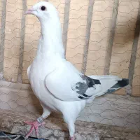 کبوتر پلاکی|پرنده|شاهین‌شهر, شهرک هشت بهشت|دیوار