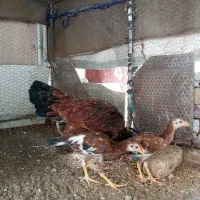 مرغ وخروس لاری