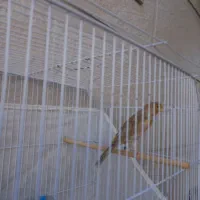 قناری نر|پرنده|امیدیه, |دیوار