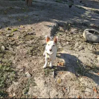 سگ پا کوتاه