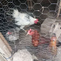 مرغ|حیوانات مزرعه|مینودشت, |دیوار