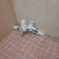 کبوتر پشت دار حرفه ای بدون غلط