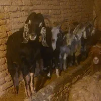 فروش بزغاله