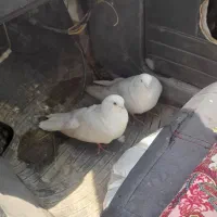 کبوتر|پرنده|بستان آباد, |دیوار