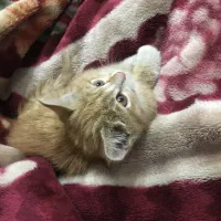 واگذاری گربه DSH|گربه|زنجان, |دیوار