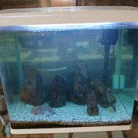 آکواریوم|ماهی|تهران, مینای جنوبی|دیوار