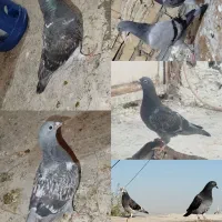 نروماده ضمانتی|پرنده|مشهد, شهید علی محمدی|دیوار