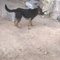 سگ ژرمن