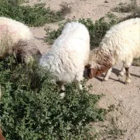 3عدد گوسفند درجه یک فروشی همه با هم