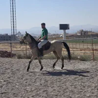 اسب نریون اصل ترکمن|اسب و تجهیزات اسبسواری|میانه, |دیوار