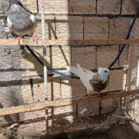 کبوتر طوقی|پرنده|باغ بهادران, |دیوار