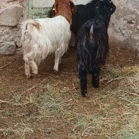 بزغاله|حیوانات مزرعه|سده (خراسان جنوبی), |دیوار