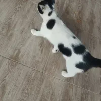 بچه گربه نر