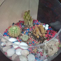 حراج گلهای سوسن|گل و گیاه طبیعی|یزد, |دیوار