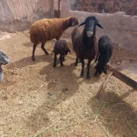 دو راس میش با بره ماده