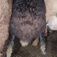 گوسفند بره نر و ماده 20 الی 40 کیلو پرواری افشار|حیوانات مزرعه|قائمشهر, |دیوار