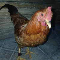 خروس- شهر ماکو