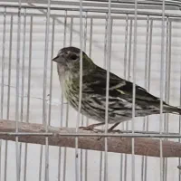 سهره سبز  معاوضه با مرغ عشق