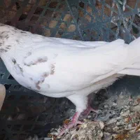 کبوتر طوقی کله سرخ شازده کفتر|پرنده|یزد, |دیوار