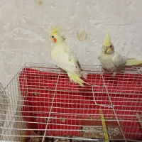 فروش عروس هلندی