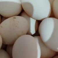 تخم نطفه دار گلین|حیوانات مزرعه|اسلام‌شهر, مطهری|دیوار