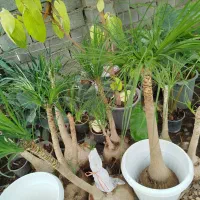 فروش گل طبیعی|گل و گیاه طبیعی|آزادشهر, |دیوار