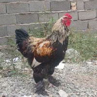خروس جوان