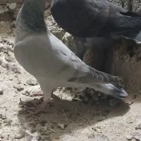 کفتر ماده فروشی