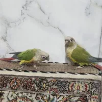 پرنده طوطی گرینچیک|پرنده|قم, علی آباد|دیوار