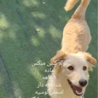 واگذاری|سگ|تهران, جماران (نیاوران)|دیوار
