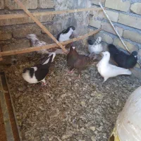 کبوتر|پرنده|ضیاء آباد, |دیوار