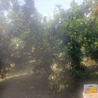 پرتقال تازه مستقیم از باغ|خوردنی و آشامیدنی|قم, محمد آباد|دیوار