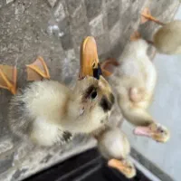 اردک دو ماهه