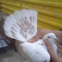 کبوتر|پرنده|تهران, فرزانه|دیوار