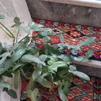 گیاه مقاوم و رونده پنجه کلاغی|گل و گیاه طبیعی|قم, چهل درخت‎|دیوار