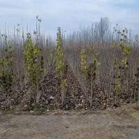 پخش درخت سنوبر سه الی چهار متر